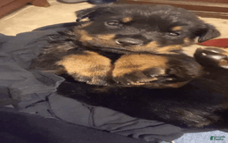 Rottweiler dogs for sale: Romeo - Image 2
