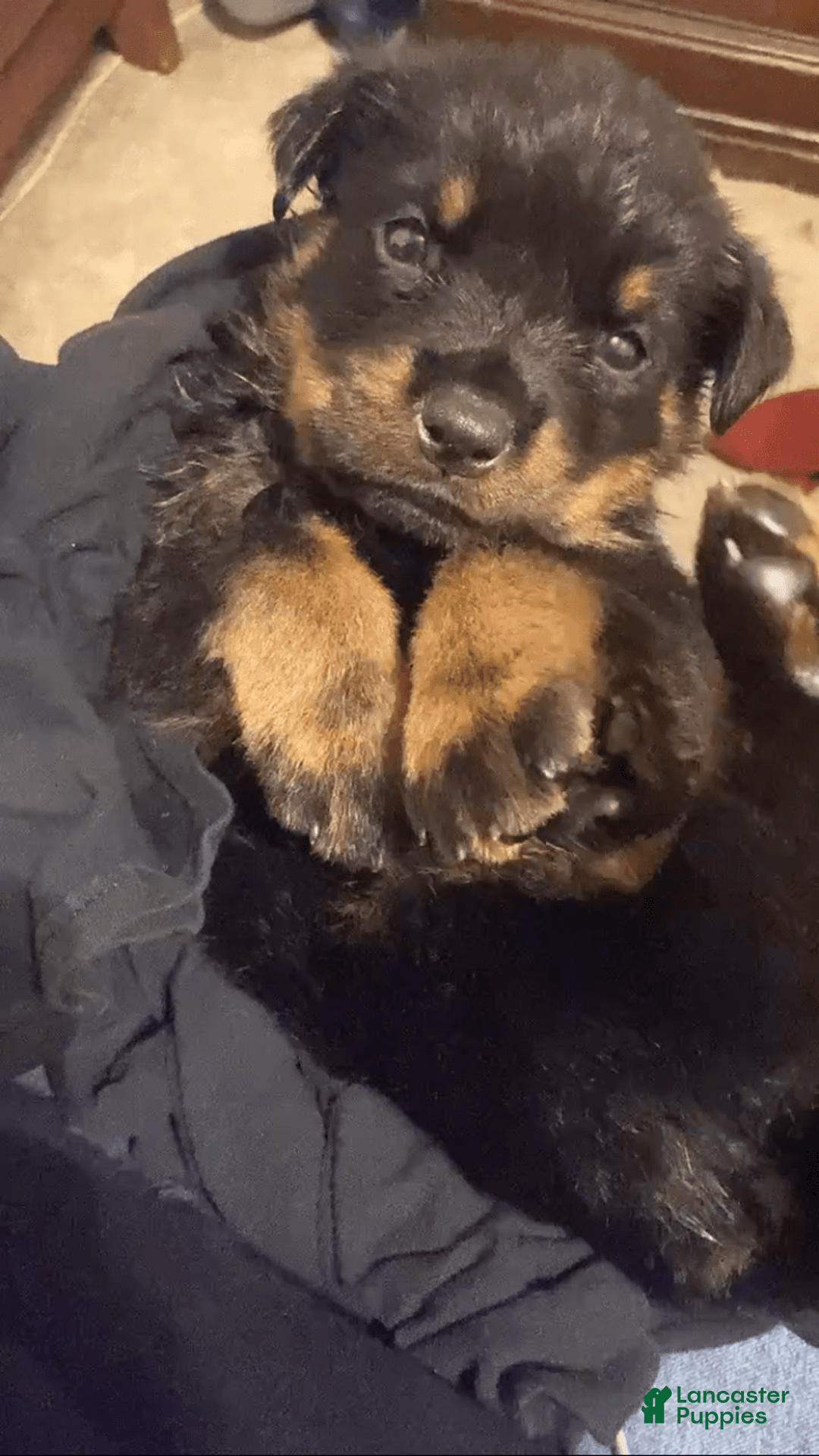 Rottweiler dogs for sale: Romeo - Image 2