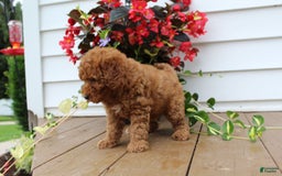 Mini Goldendoodle dogs for sale: Karly - Image 2