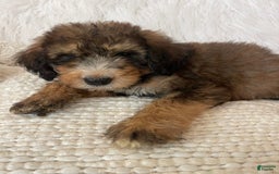 Bernedoodle dogs for sale: Blueberry Blitz - Image 2