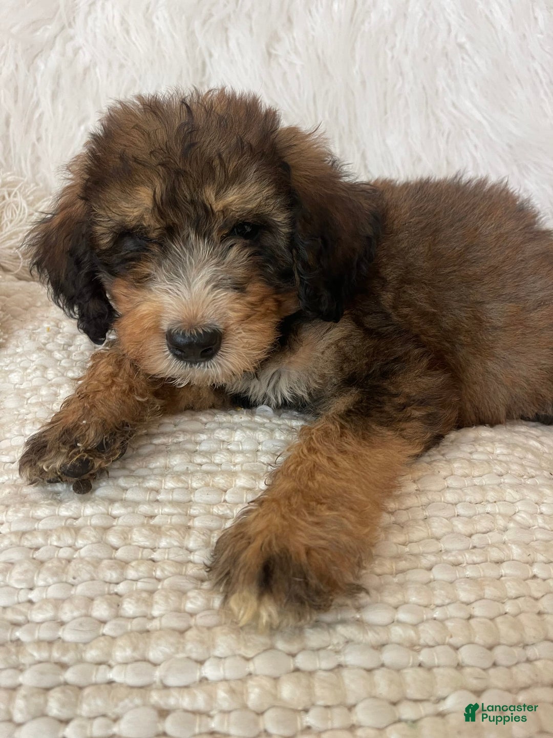 Bernedoodle dogs for sale: Blueberry Blitz - Image 2