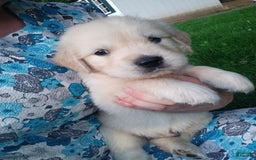Golden Retriever dogs for sale: Peter - Image 8