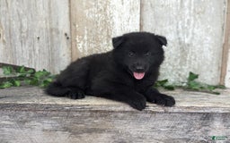 categoriesInfo:categoryAttributeOptions.pets.dogs.breed.belgianGroenendael dogs for sale: Jasper - Image 5