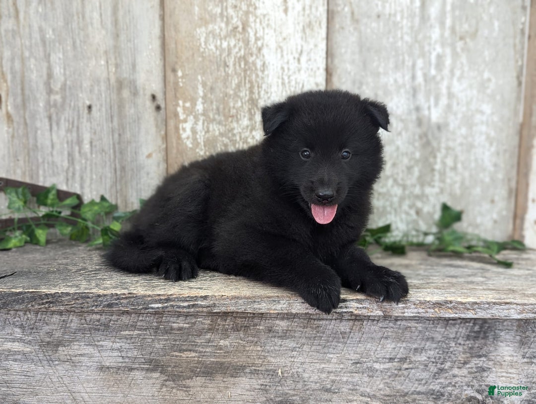 categoriesInfo:categoryAttributeOptions.pets.dogs.breed.belgianGroenendael dogs for sale: Jasper - Image 5