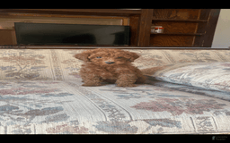 Toy Poodle dogs for sale: Boy A - Image 1