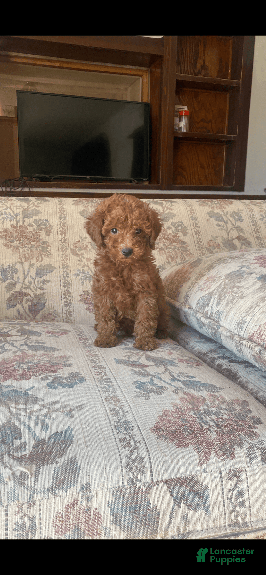 Toy Poodle dogs for sale: Boy A - Image 1