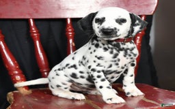 Dalmatian dogs for sale: Cole - Image 1