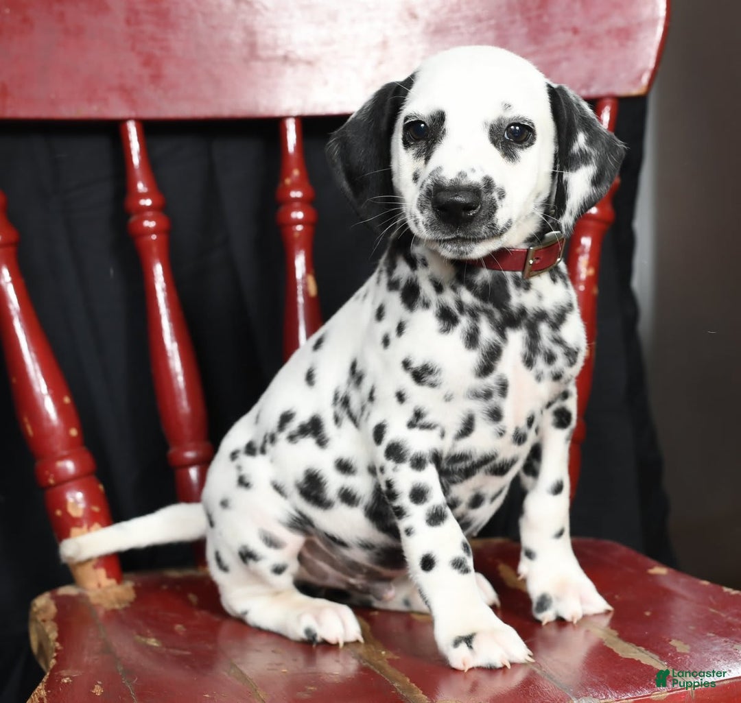 Dalmatian dogs for sale: Cole - Image 1