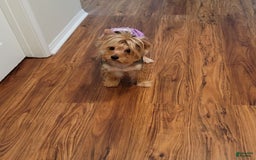 Yorkshire Terrier dogs for sale: R Ythm - Image 3