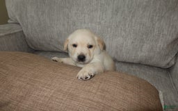 Labrador Retriever dogs for sale: Puppy - Image 1