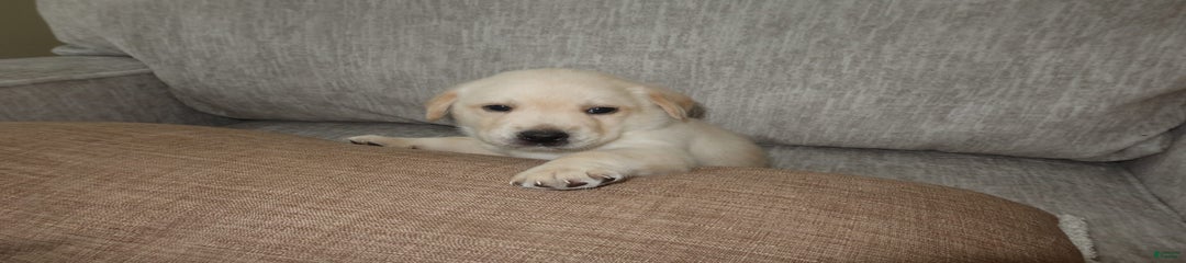 Puppy