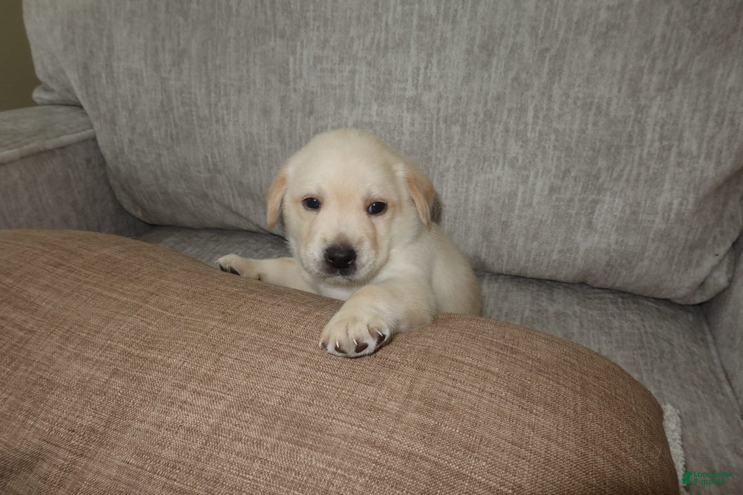 Labrador Retriever dogs for sale: Puppy - Image 1