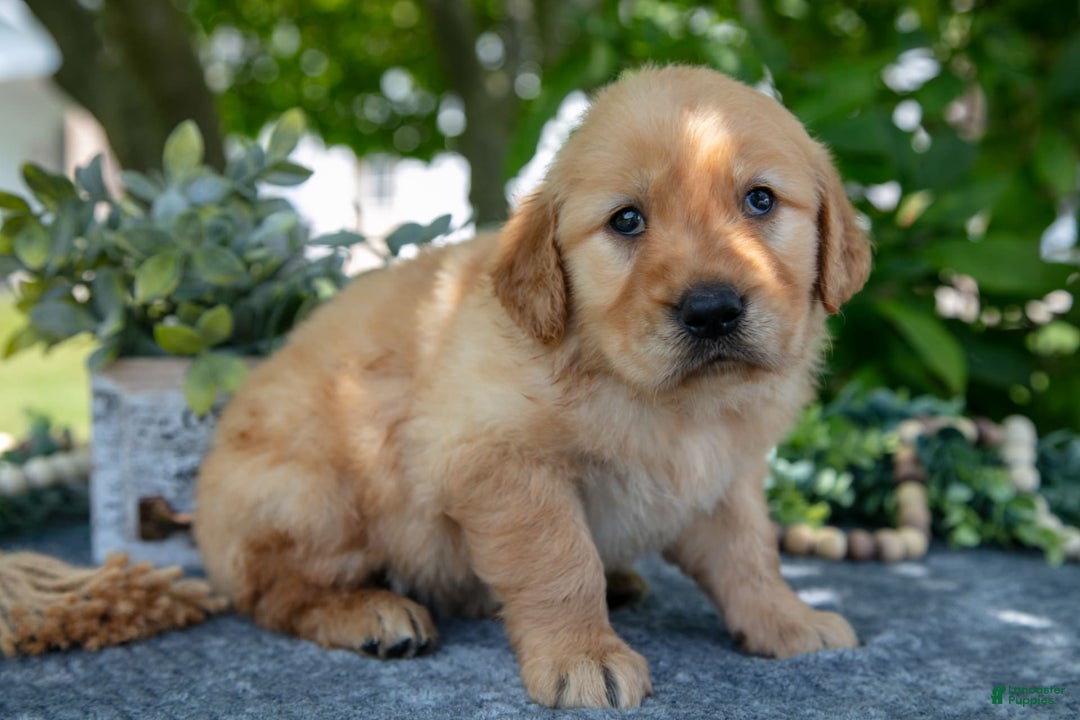 Golden Retriever dogs for sale: Layla - Image 1
