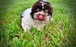 Havapoo dogs for sale: Destiny - Image 13