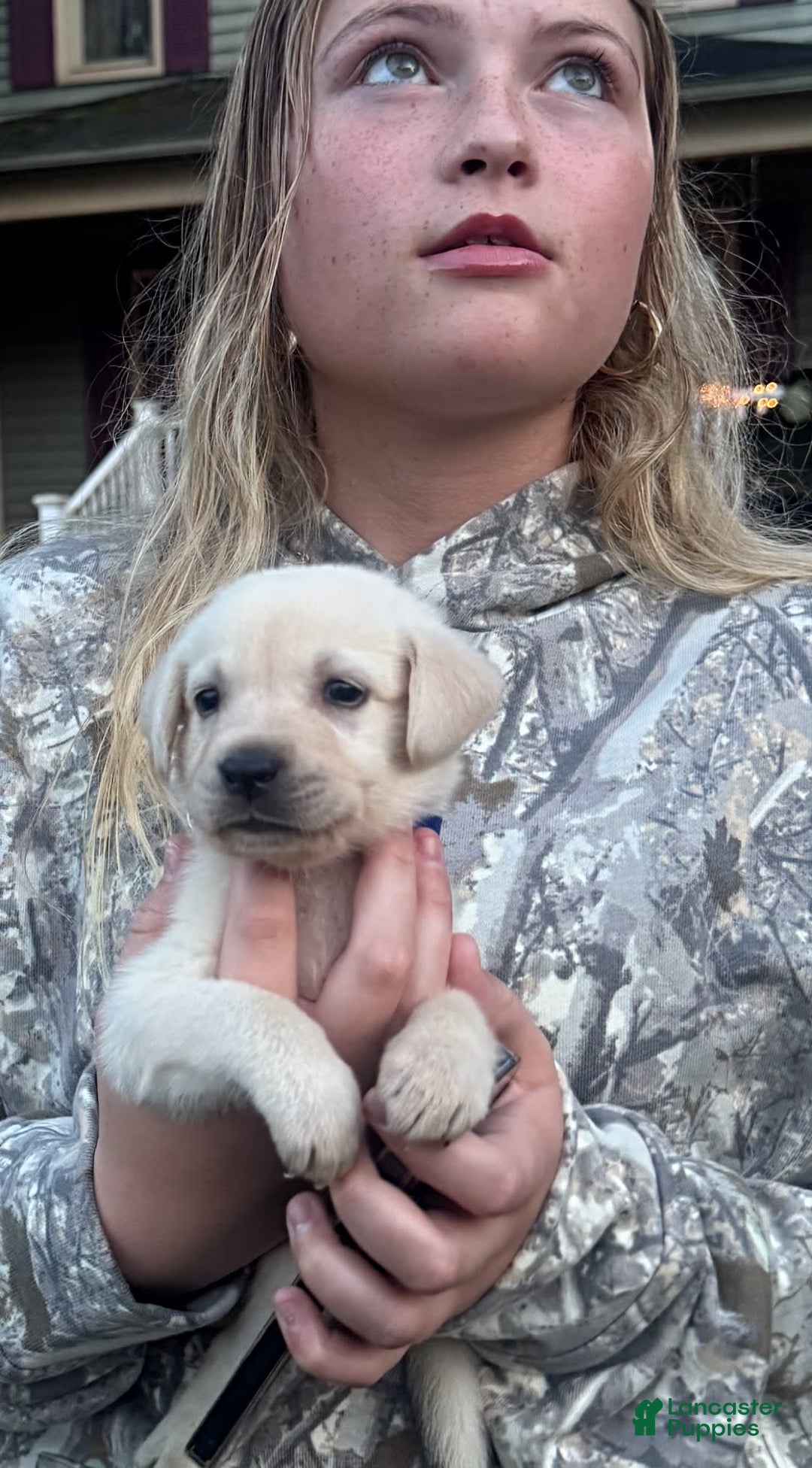 Labrador Retriever dogs for sale: Frost - Image 3