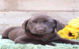 Labrador Retriever dogs for sale: Rocky - Image 6