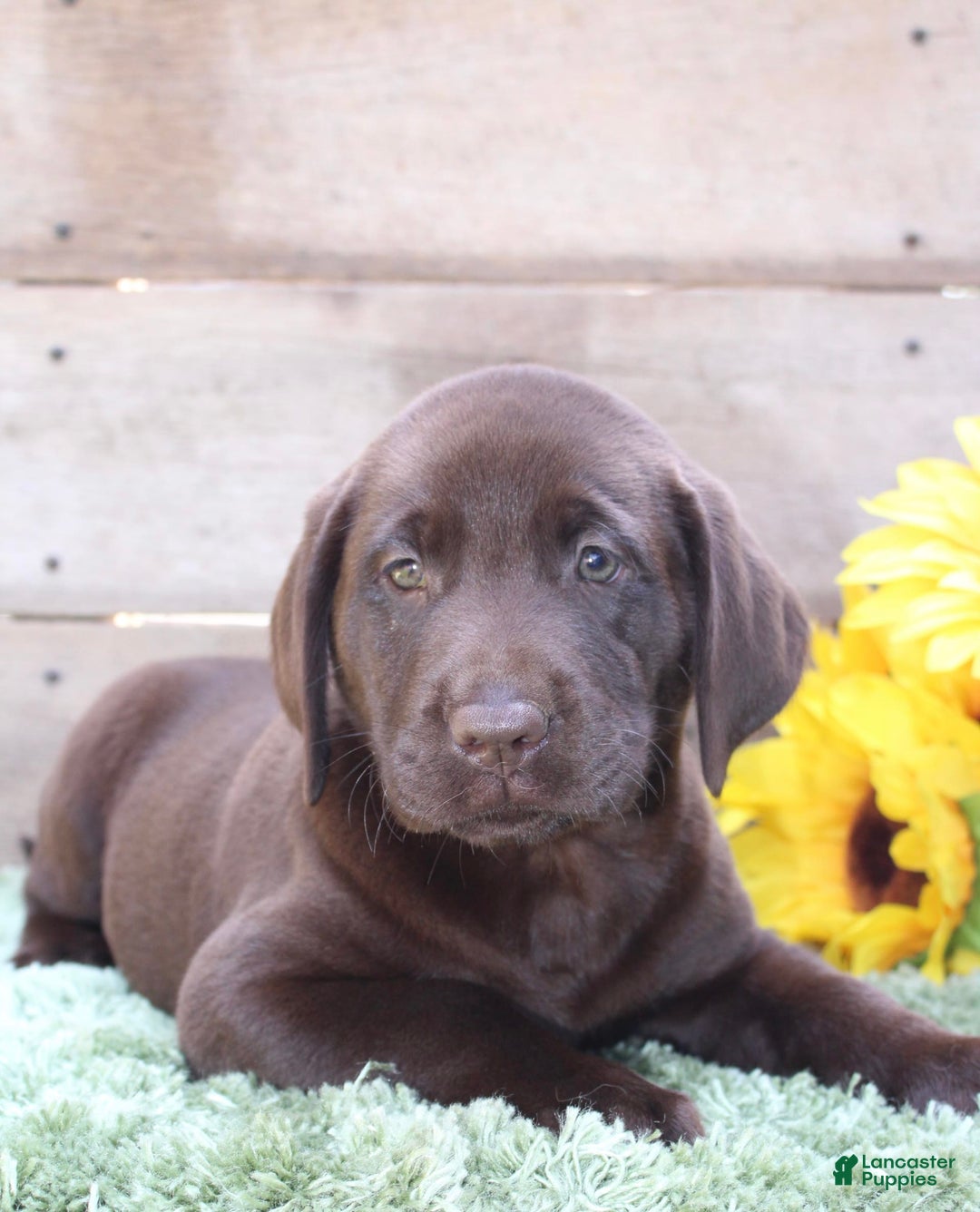 Labrador Retriever dogs for sale: Rocky - Image 6
