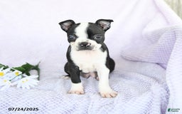 Boston Terrier dogs for sale: Olivia - Image 1