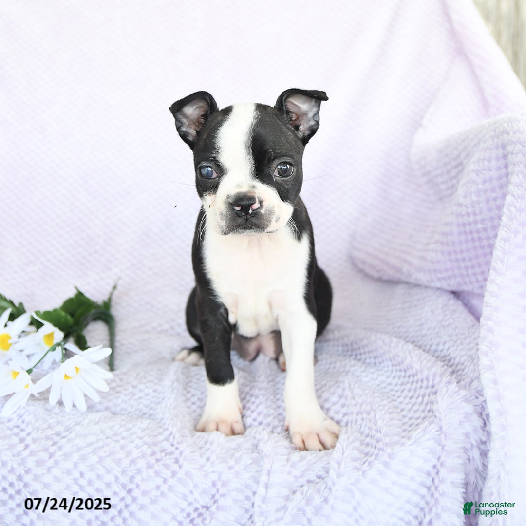 Boston Terrier dogs for sale: Olivia - Image 1