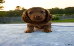 Miniature Dachshund dogs for sale: Omar - Image 1