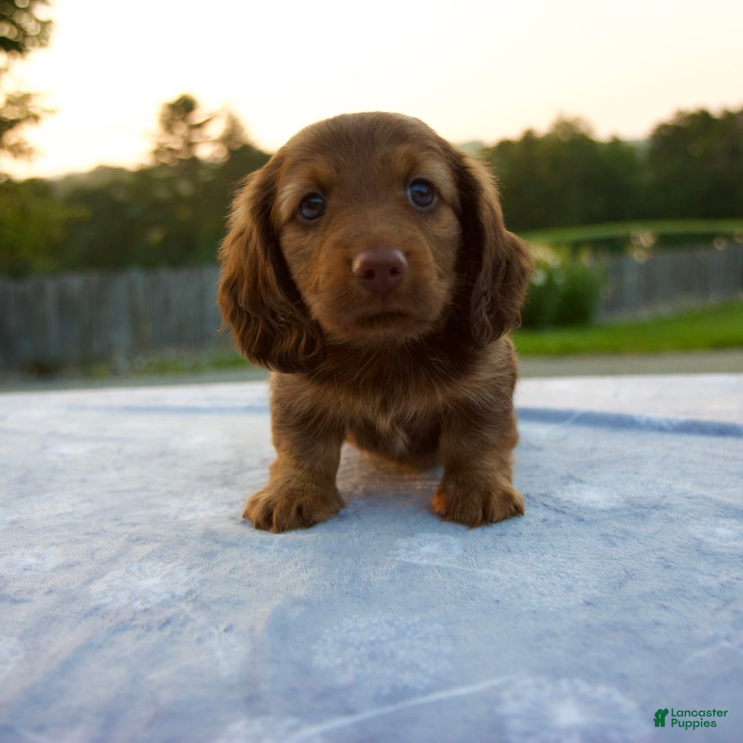 Miniature Dachshund dogs for sale: Omar - Image 1