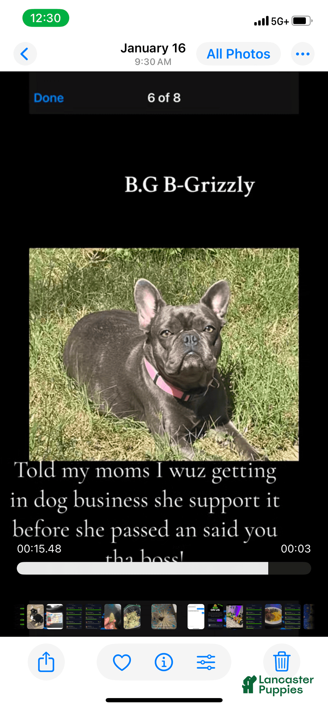 French Bulldog dogs for sale: Bg B-grizzly - Image 3