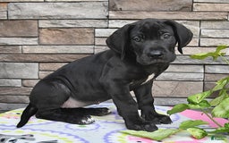 Great Dane dogs for sale: Coffee - Image 9