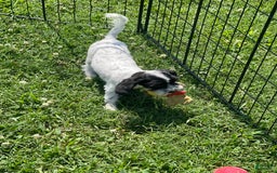 Cavapoo dogs for sale: Puppy 5 - Image 4