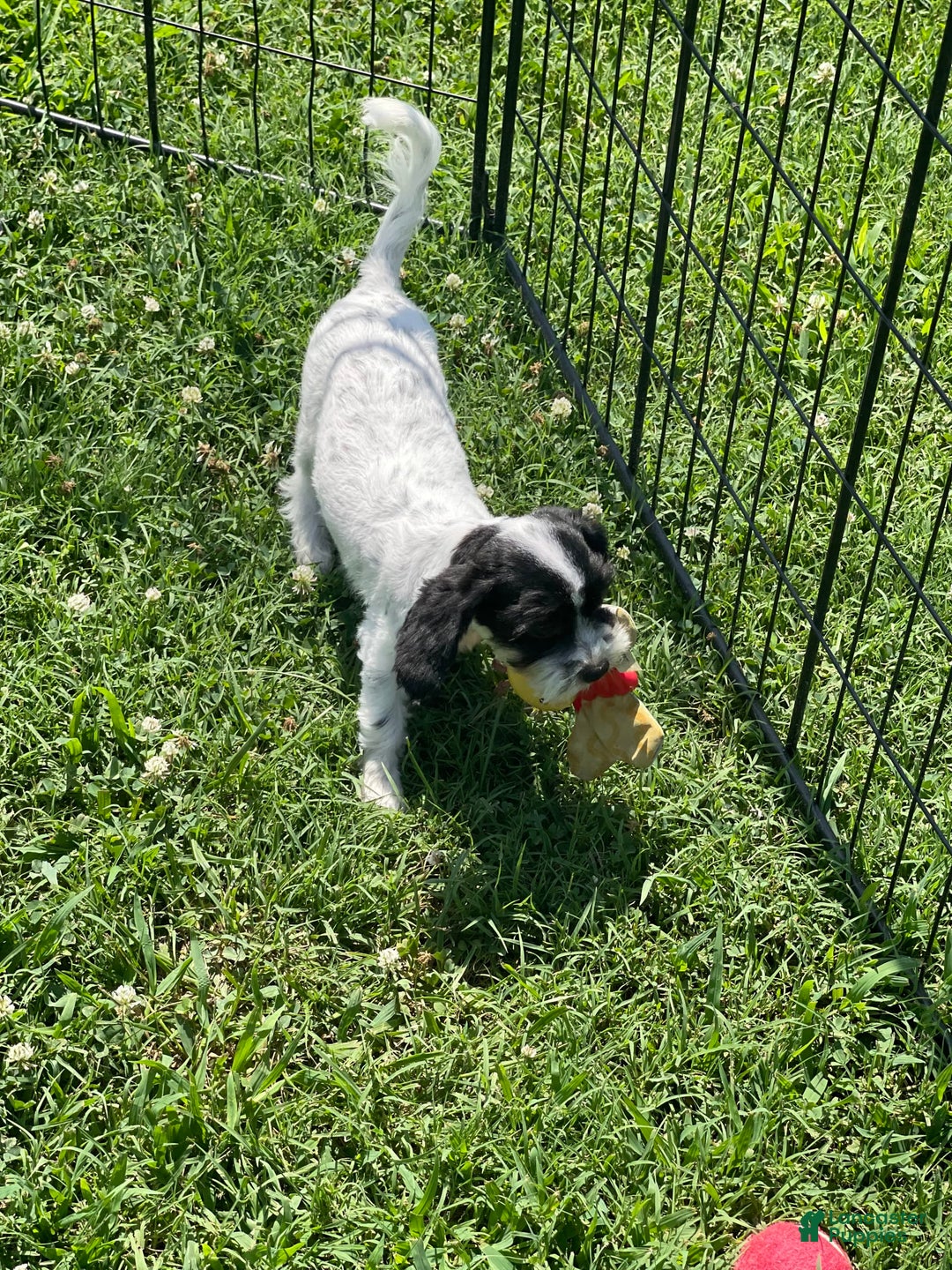 Cavapoo dogs for sale: Puppy 5 - Image 4