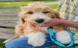 Great Pyrenees dogs for sale: Pyredoodle Fb - Image 12