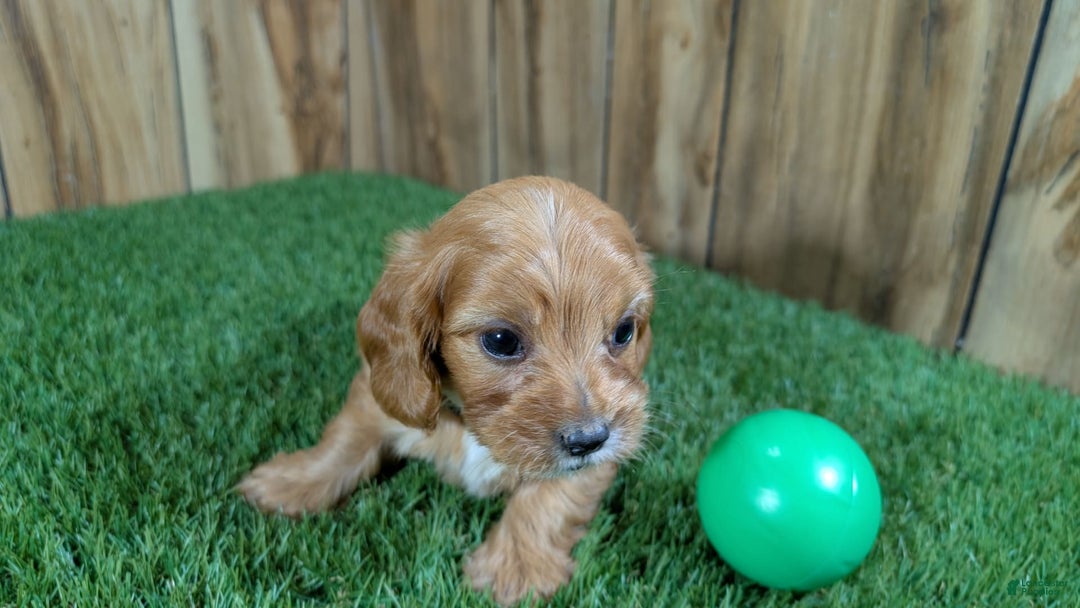 Cavapoo dogs for sale: Honeycomb Boy 4 - Image 8