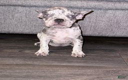 French Bulldog dogs for sale: Cookie Dough - Image 3
