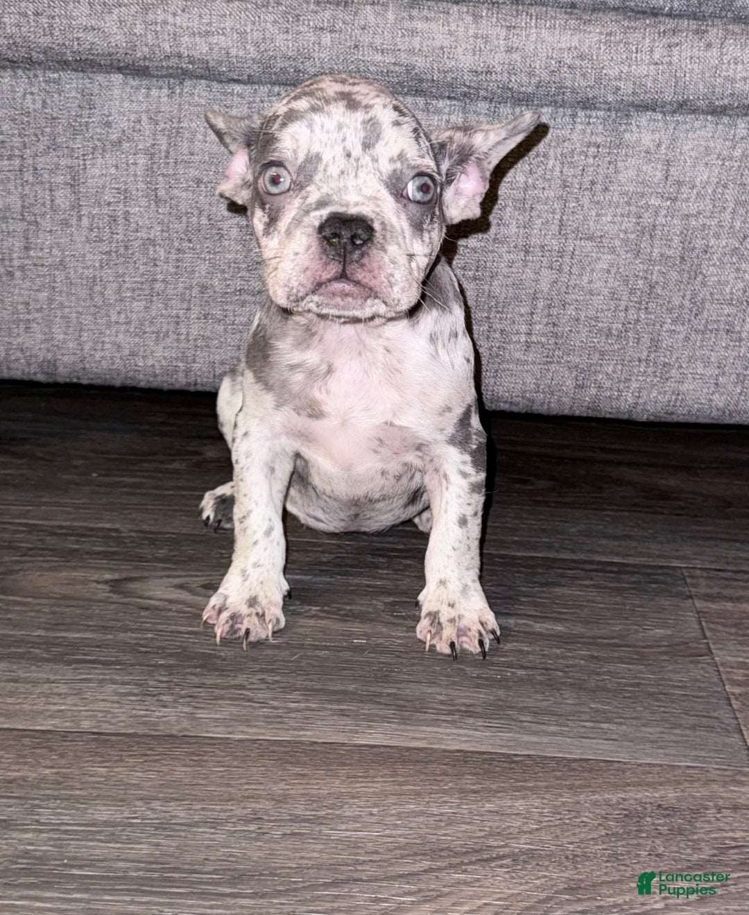 French Bulldog dogs for sale: Cookie Dough - Image 3