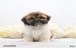 Shih Tzu dogs for sale: Jolene - Image 3