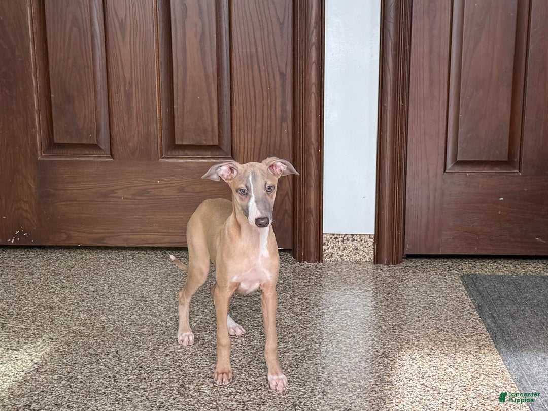 Italian Greyhound dogs for sale: Derek - Image 11