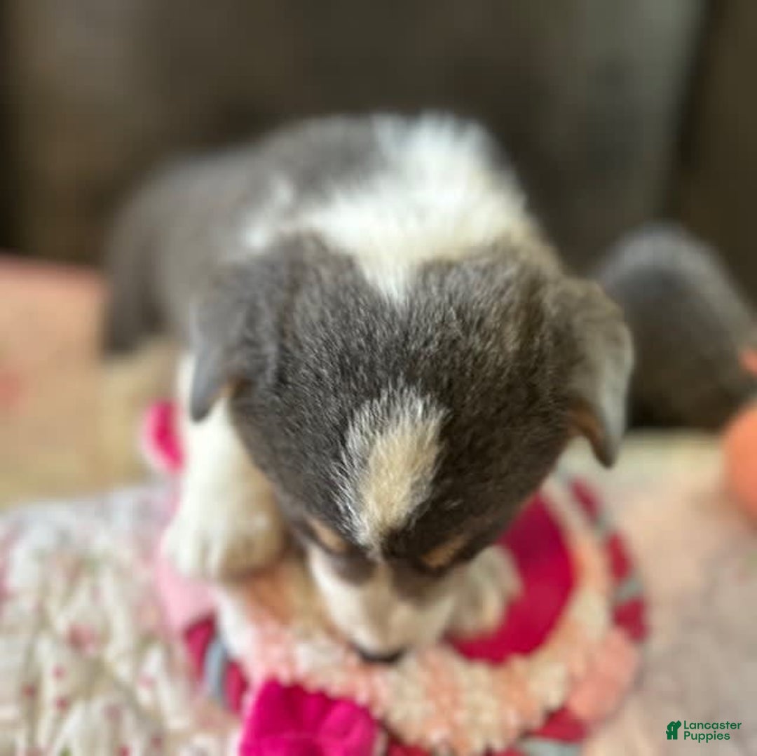 Welsh Corgi Pembroke dogs for sale: Pink Collar Bluie Girl - Image 4