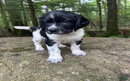 English Springer Spaniel dogs for sale: Rocky - Image 5