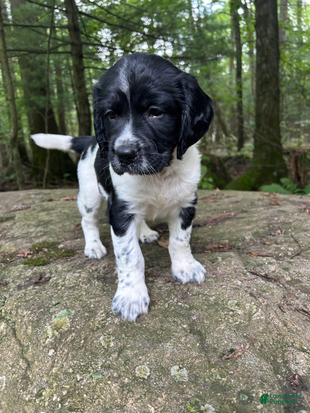 English Springer Spaniel dogs for sale: Rocky - Image 5