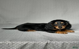 Miniature Dachshund dogs for sale: Cooper - Image 4