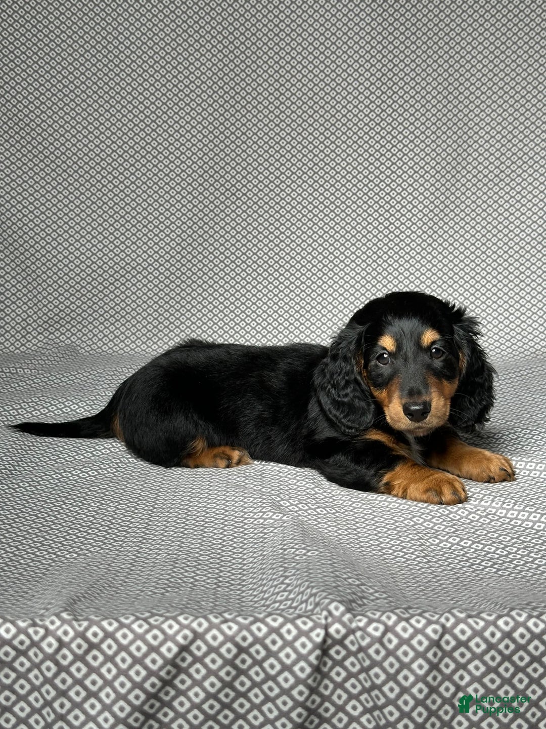 Miniature Dachshund dogs for sale: Cooper - Image 4