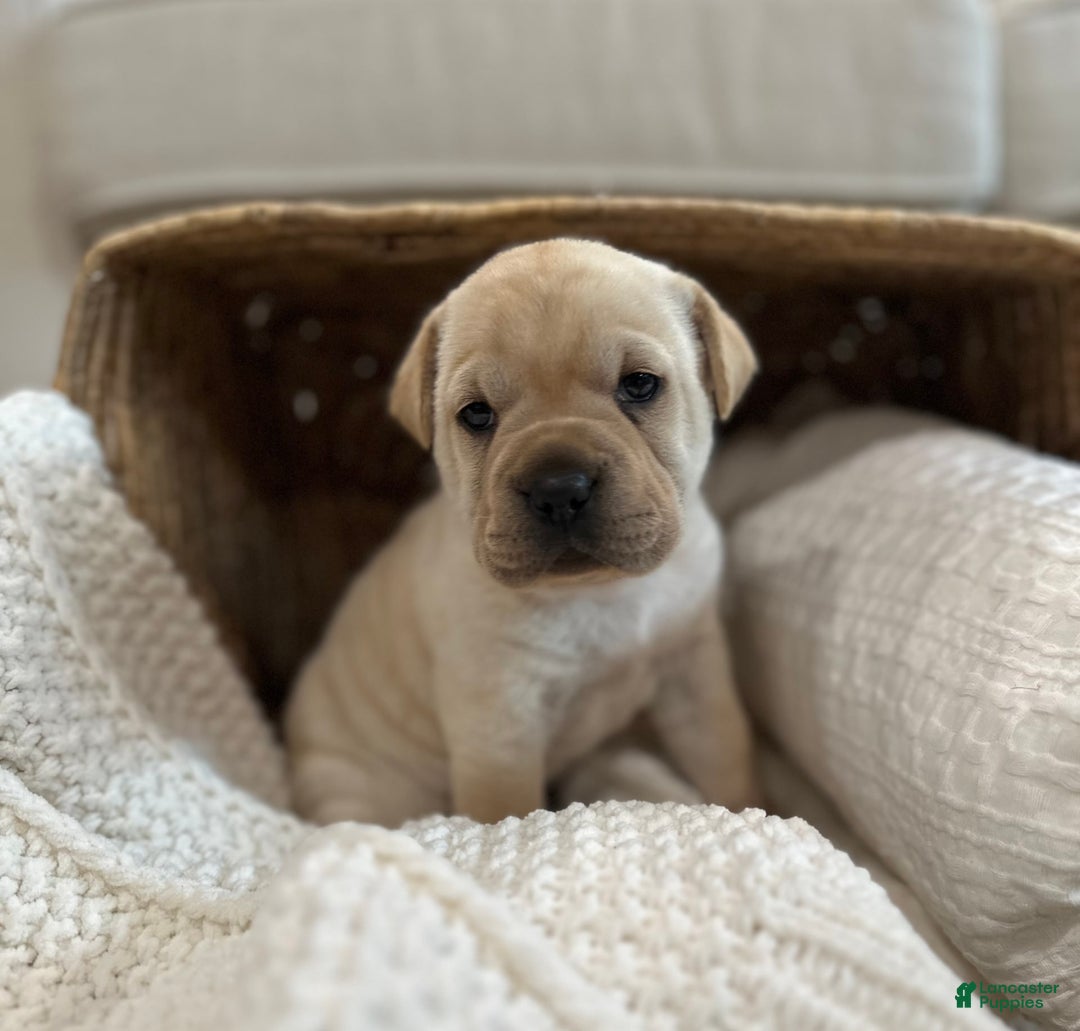 Mini Hippo dogs for sale: Delilah - Image 11
