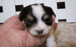 Cavachon dogs for sale: Peanut - Image 3