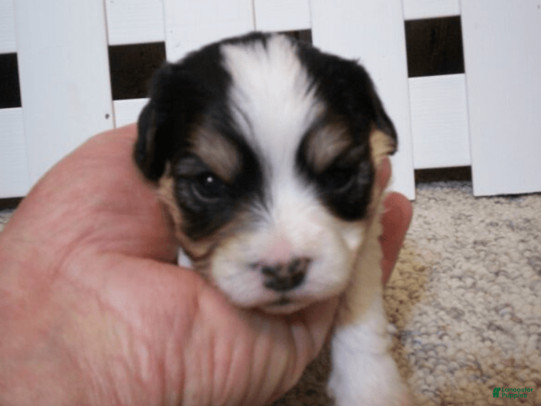 Cavachon dogs for sale: Peanut - Image 3