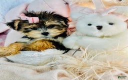 Morkie dogs for sale: Dazare - Image 2