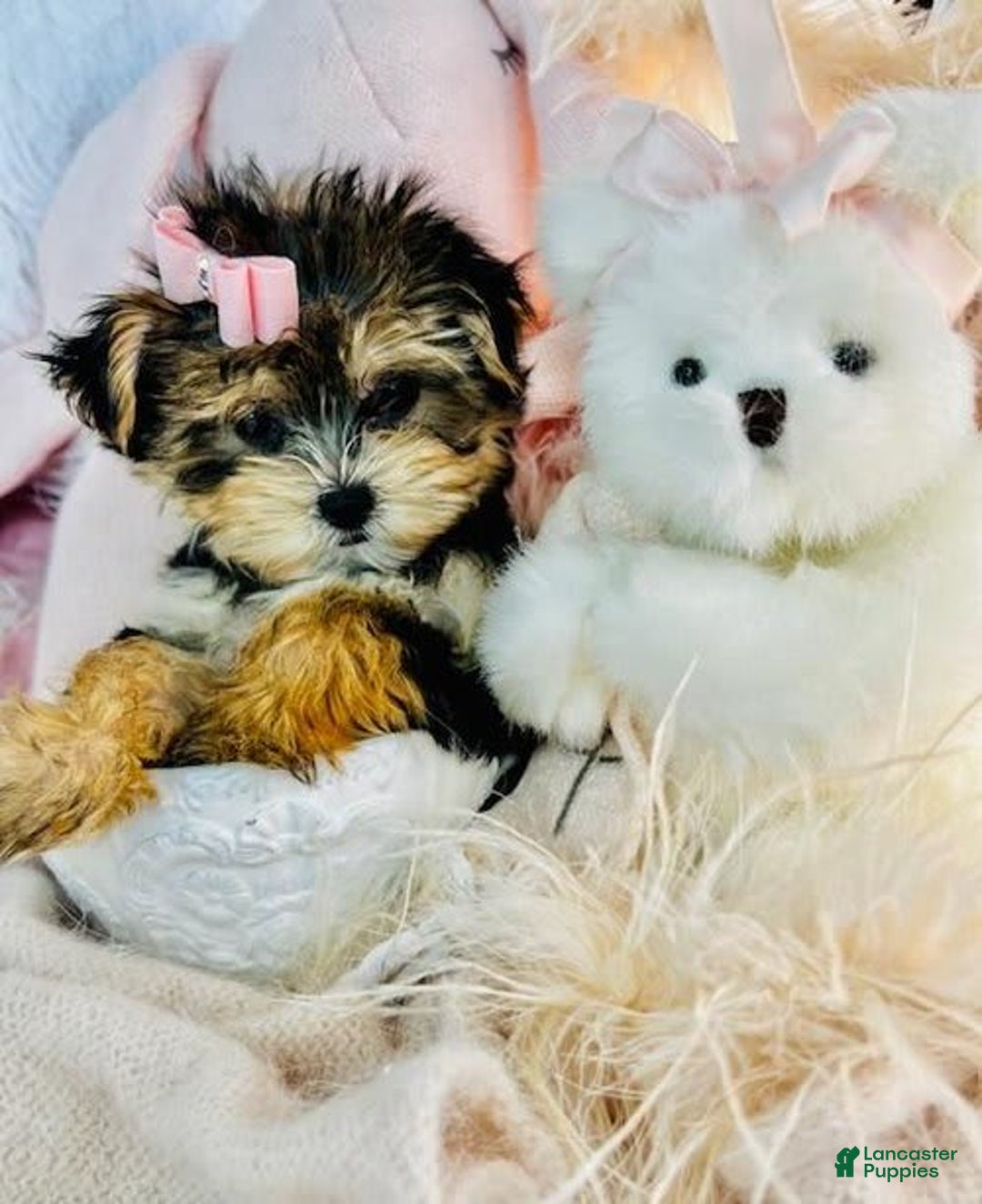 Morkie dogs for sale: Dazare - Image 2