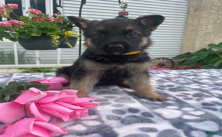 German Shepherd dogs for sale - Ad 1