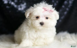 Maltese dogs for sale: Tillie - Image 5