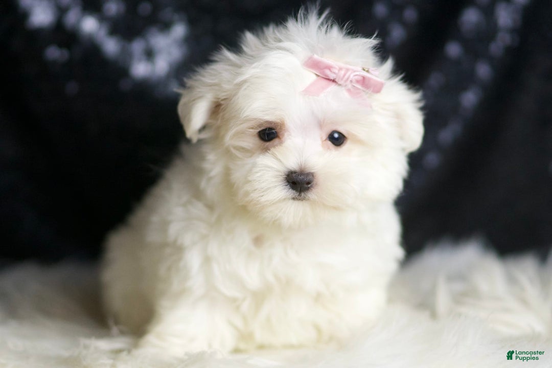 Maltese dogs for sale: Tillie - Image 5