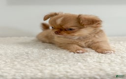 Chihuahua dogs for sale: Snickers - Image 8