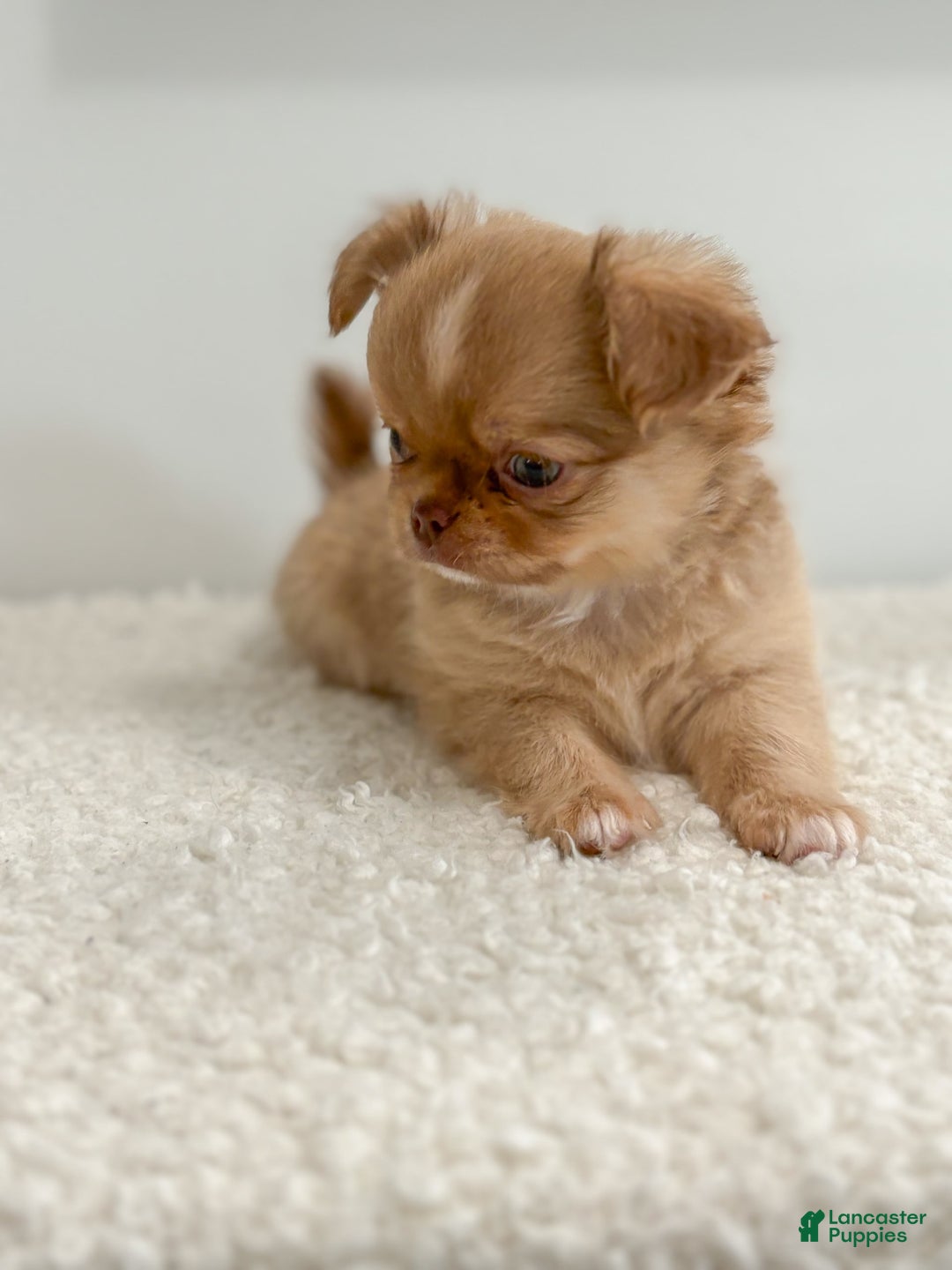 Chihuahua dogs for sale: Snickers - Image 8